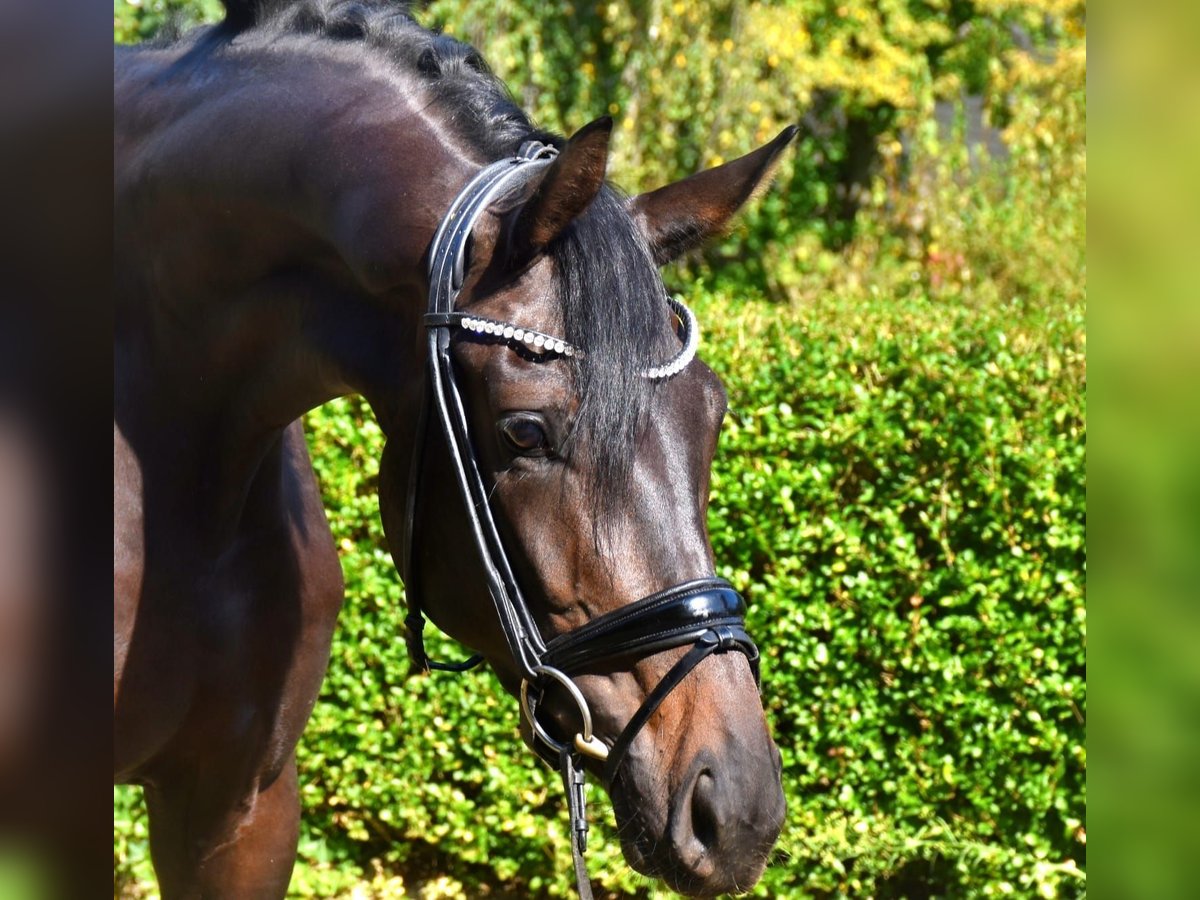 KWPN Mare 3 years 17 hh Brown in Neuss