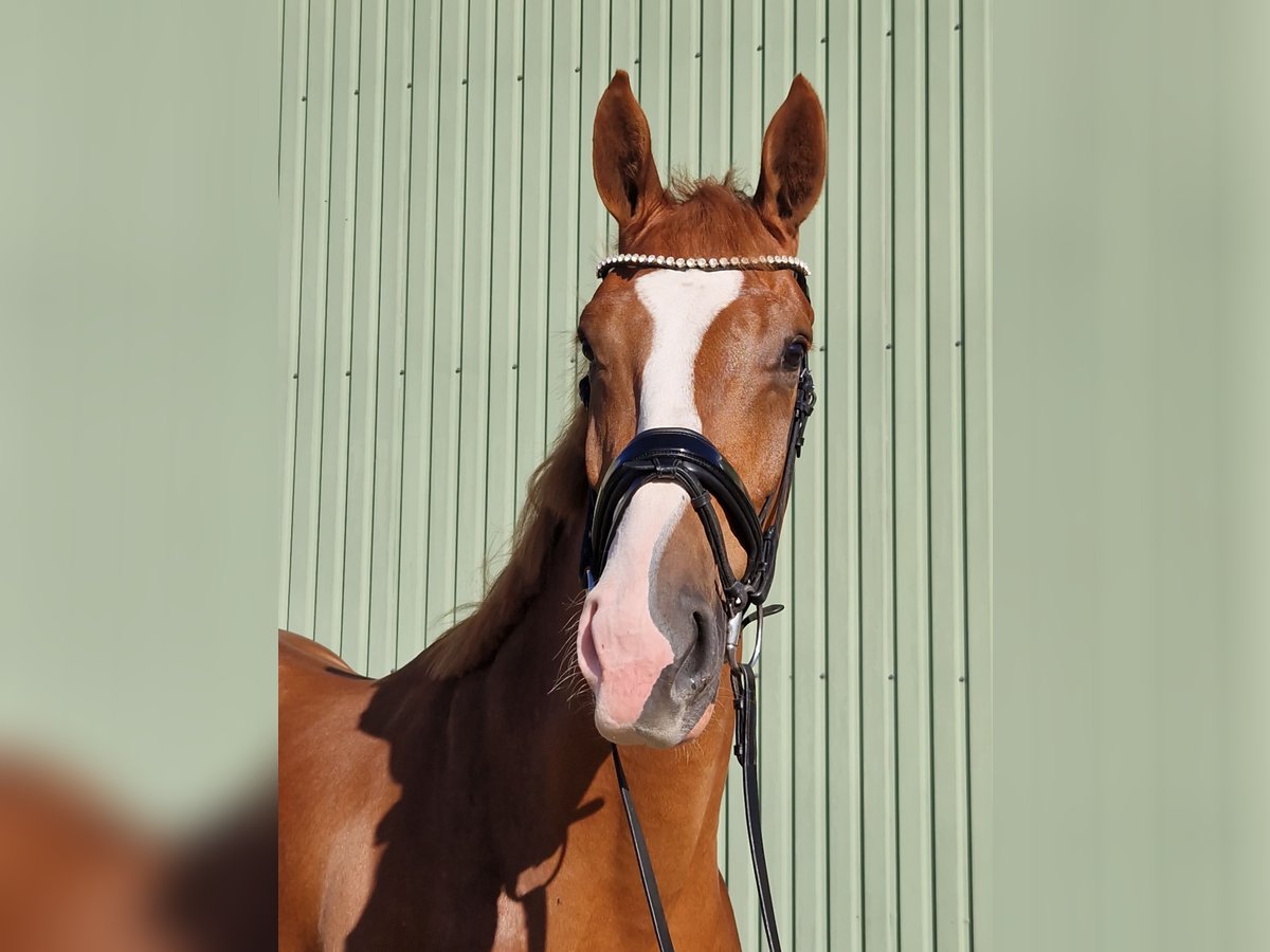 KWPN Mare 3 years 17 hh Chestnut-Red in Wijdenes