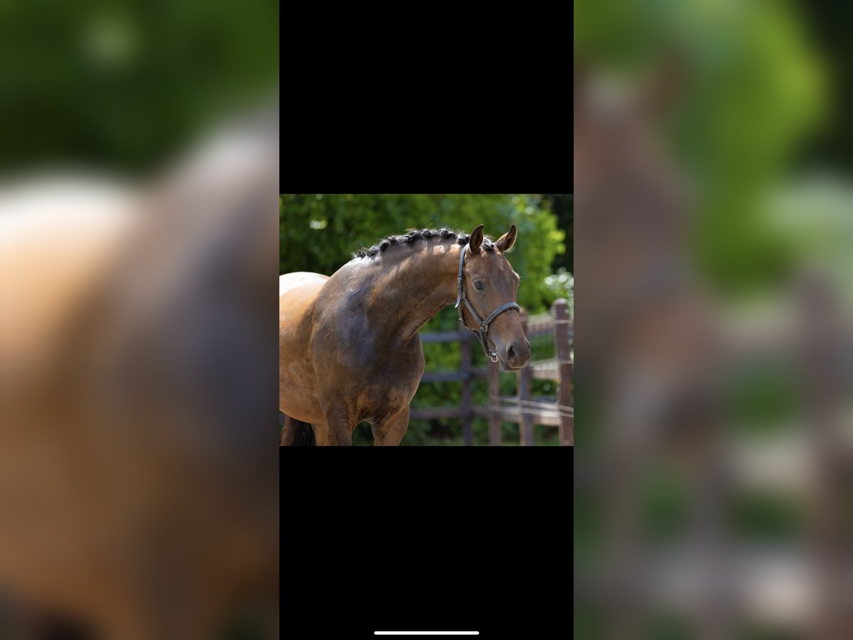 KWPN Mare 3 years Brown in Sint Anthonis