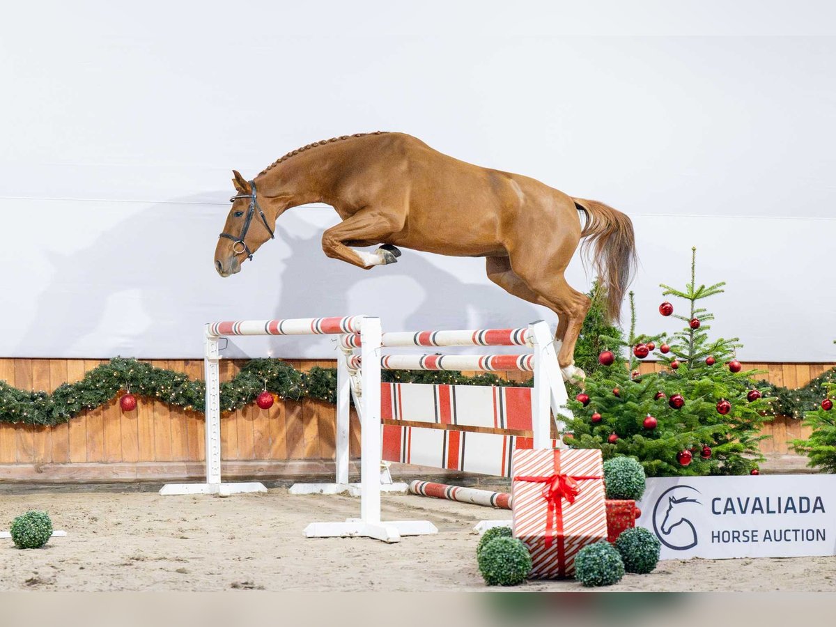 KWPN Mare 3 years Chestnut-Red in Pozna&#x144;
