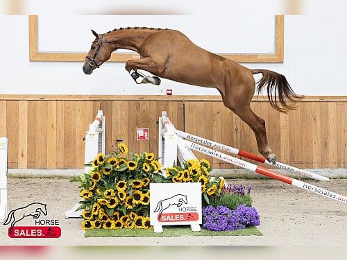 KWPN Mare 3 years in B&#xE9;k&#xE9;scsaba