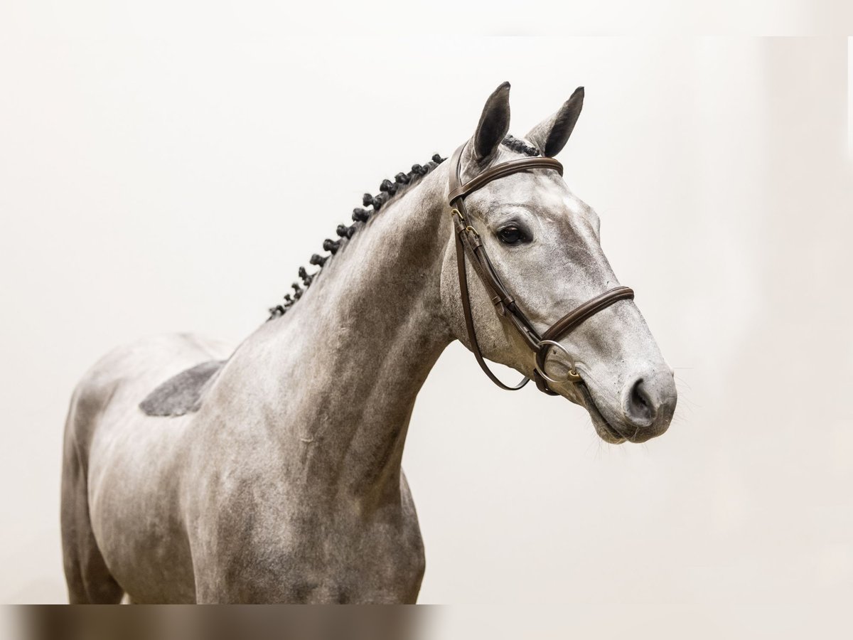 KWPN Mare 4 years 15,3 hh Can be white in Waddinxveen