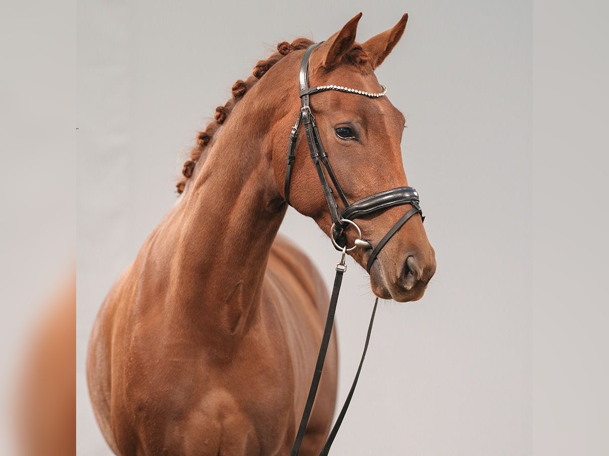 KWPN Mare 4 years 15,3 hh Chestnut in Münster