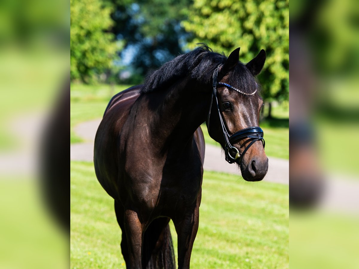 KWPN Mare 4 years 15,2 hh Bay in Haarle
