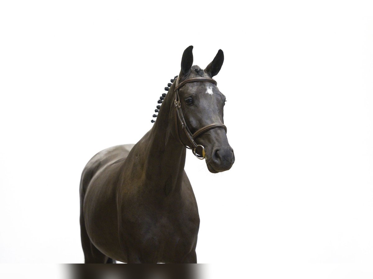 KWPN Mare 4 years 15,2 hh Black in Waddinxveen