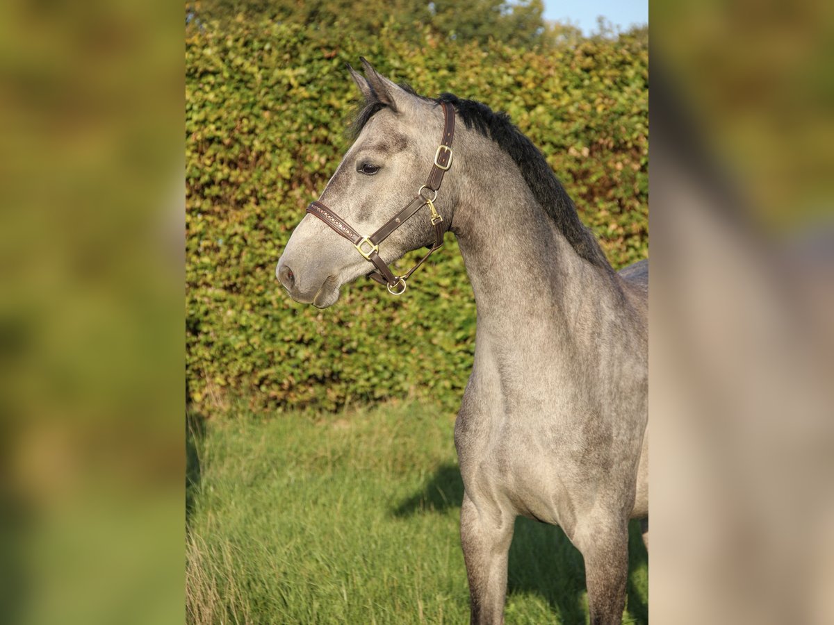 KWPN Mare 4 years 15,2 hh Grey in Havixbeck