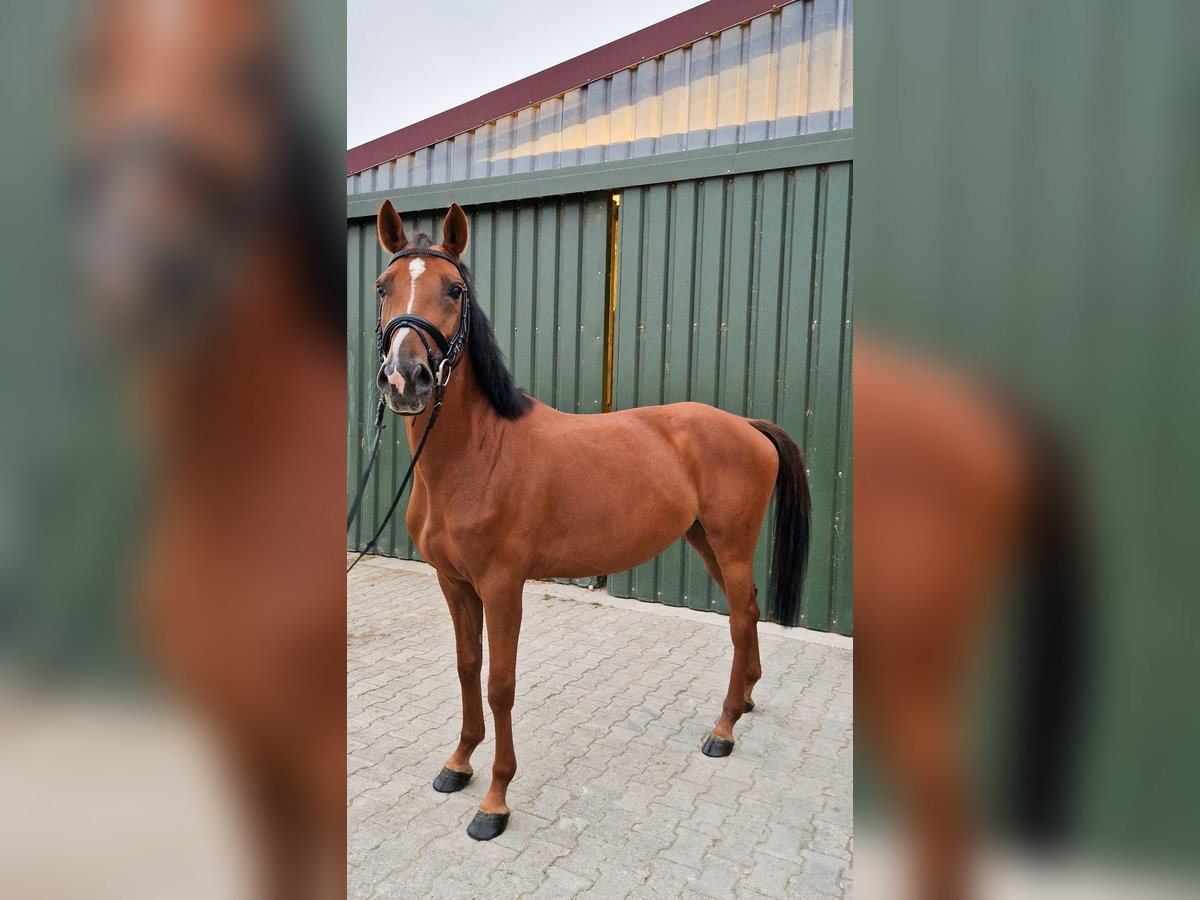 KWPN Mare 4 years 15,3 hh Chestnut in B&#xFC;rstadt