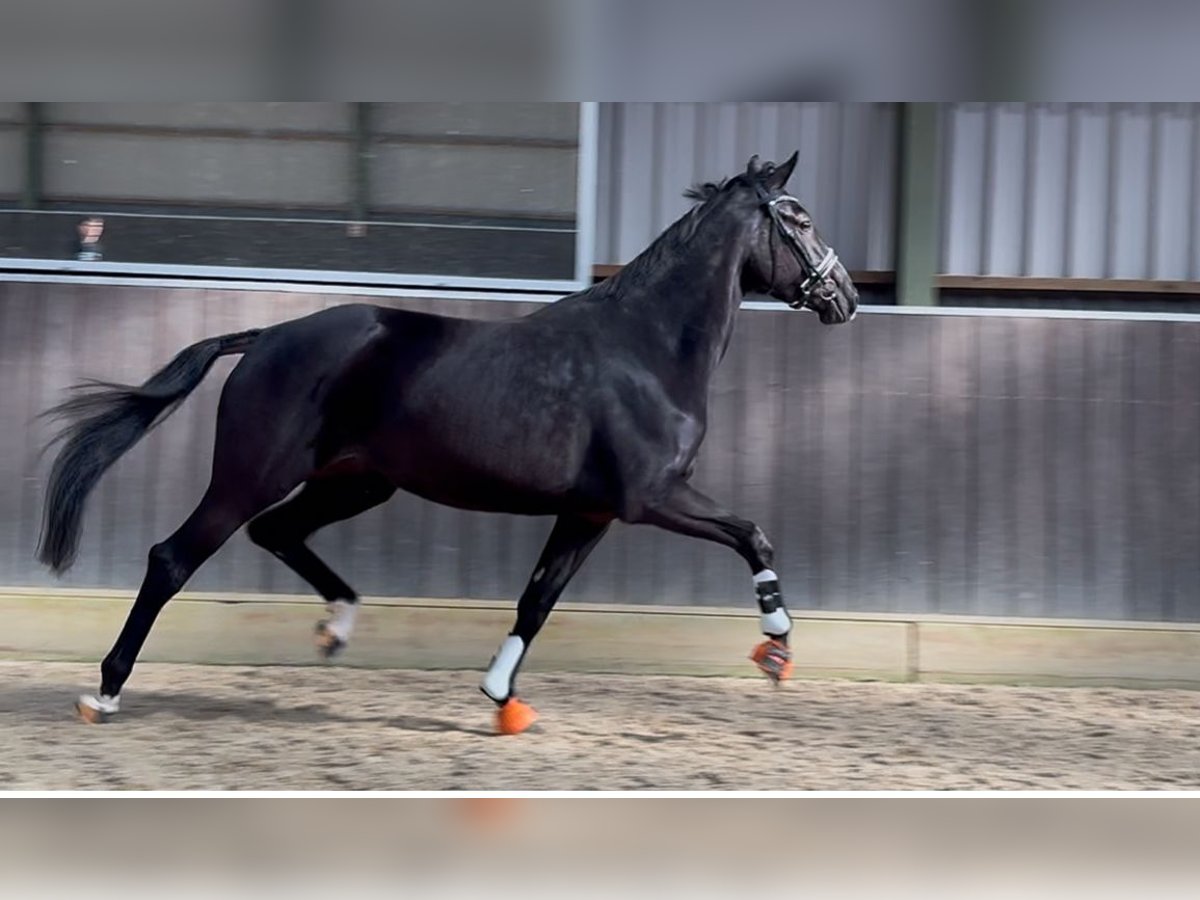 KWPN Mare 4 years 16,1 hh Bay-Dark in Wapenveld