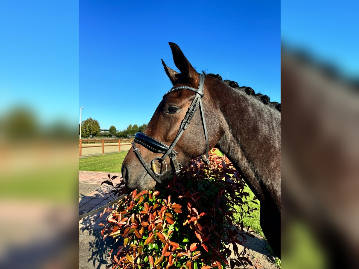 KWPN Mare 4 years 16,1 hh Bay-Dark in Horst