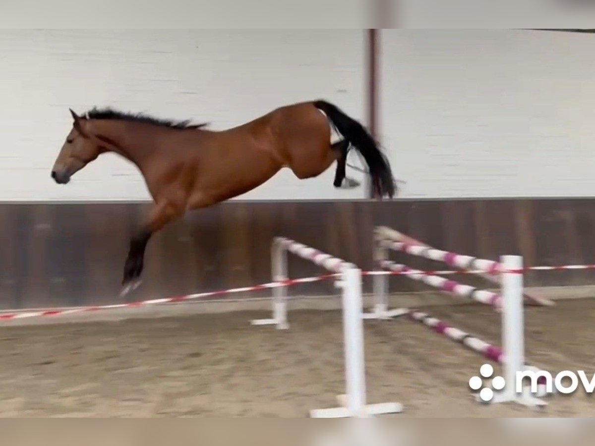 KWPN Mare 4 years 16,1 hh Brown in Asten