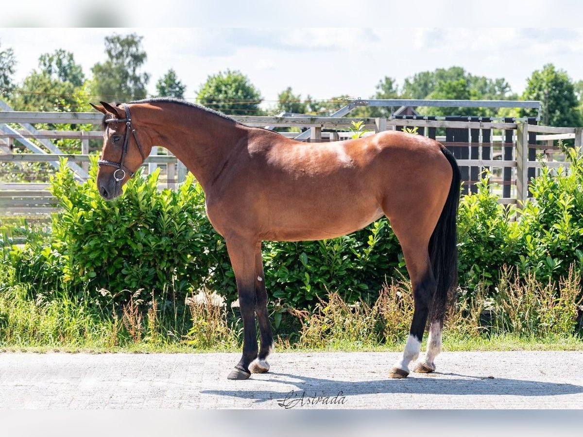 KWPN Mare 4 years 16,1 hh Brown in Bladel