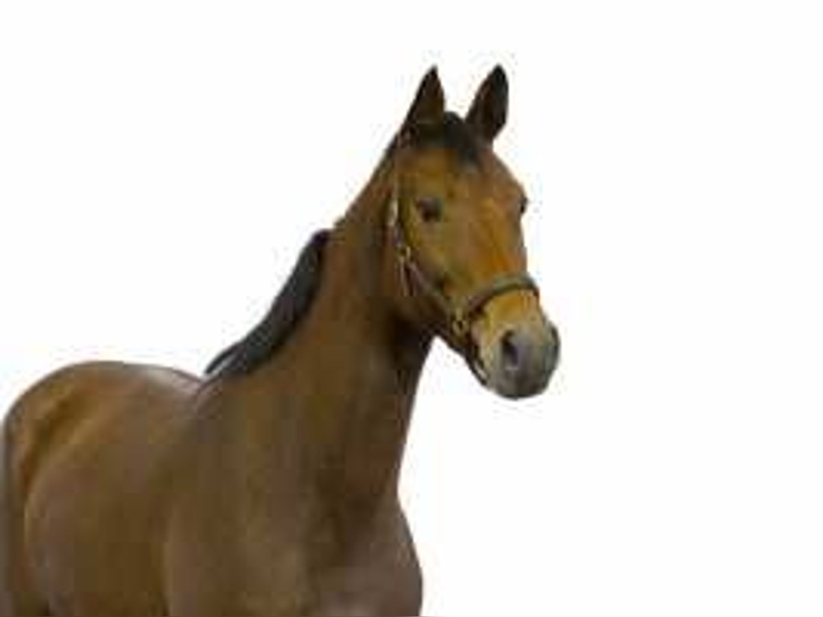 KWPN Mare 4 years 16,1 hh Brown in Waddinxveen