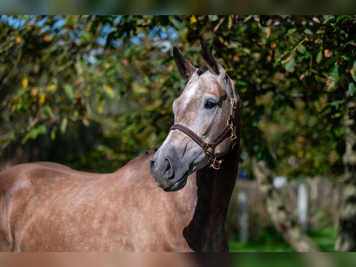 KWPN Mare 4 years 16,1 hh Champagne in GROTE-BROGEL