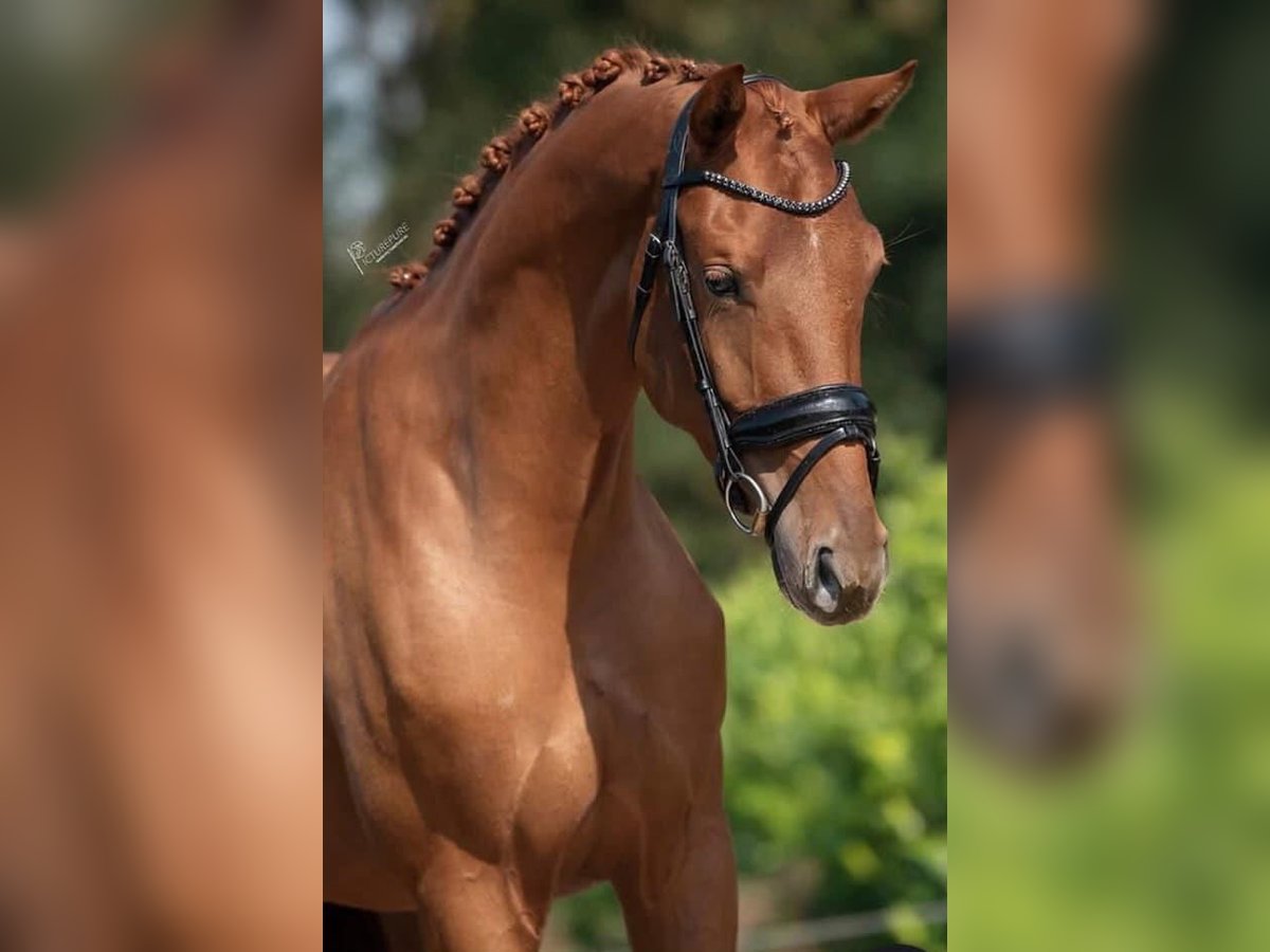 KWPN Mare 4 years 16,1 hh Chestnut-Red in Richwiller