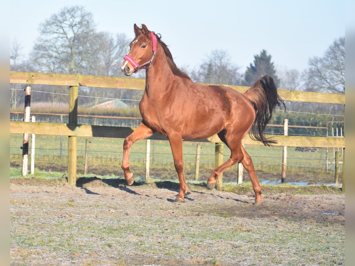 KWPN Mare 4 years 16,1 hh Chestnut-Red in Achtmaal