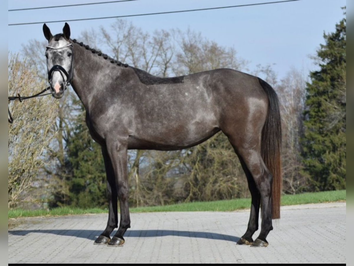 KWPN Mare 4 years 16,1 hh Gray-Dapple in Lengdorf