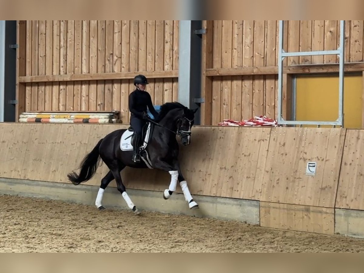 KWPN Mare 4 years 16,1 hh Smoky-Black in Jengen