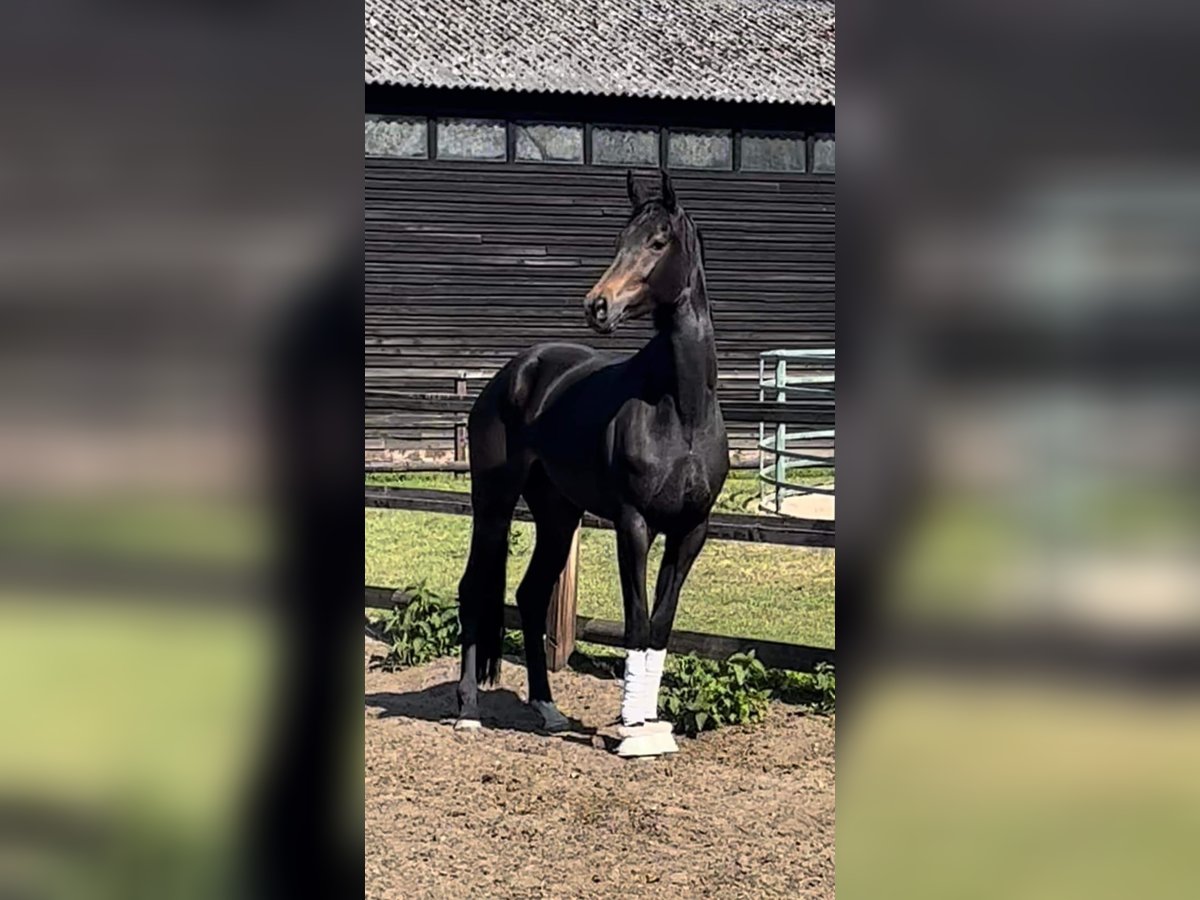 KWPN Mare 4 years 16,2 hh Bay-Dark in Agen