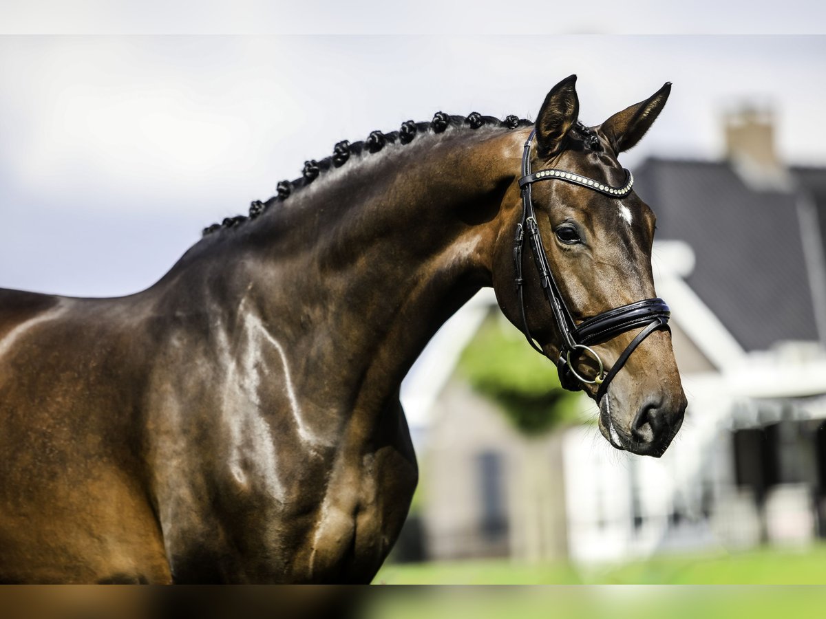 KWPN Mare 4 years 16,2 hh Bay-Dark in Werkendam