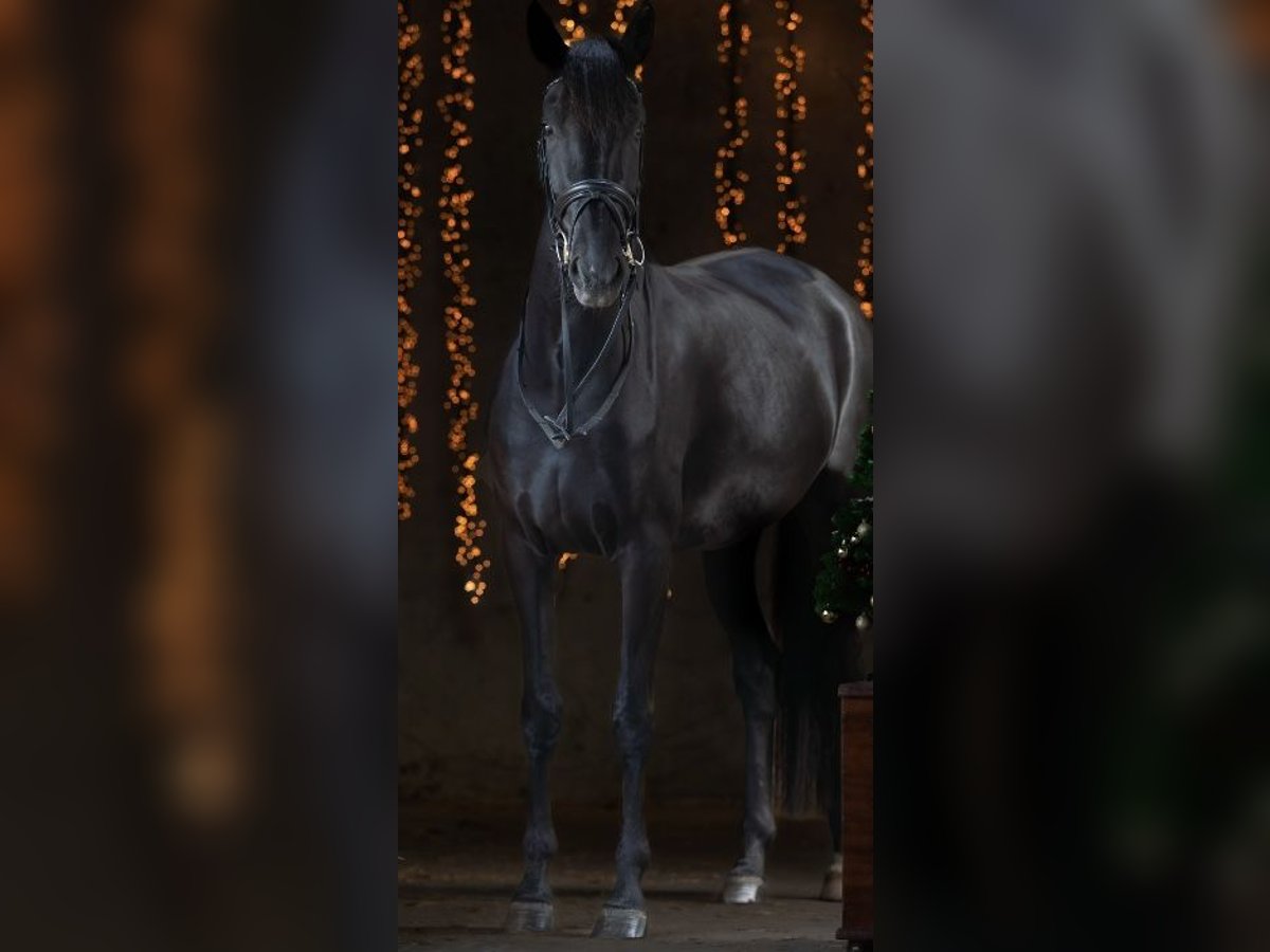 KWPN Mare 4 years 16,2 hh Black in Uitgeest