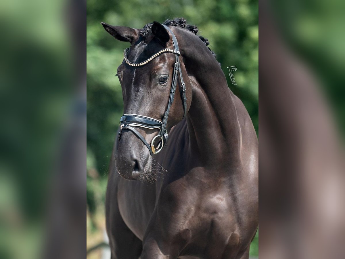 KWPN Mare 4 years 16,2 hh Black in Weert