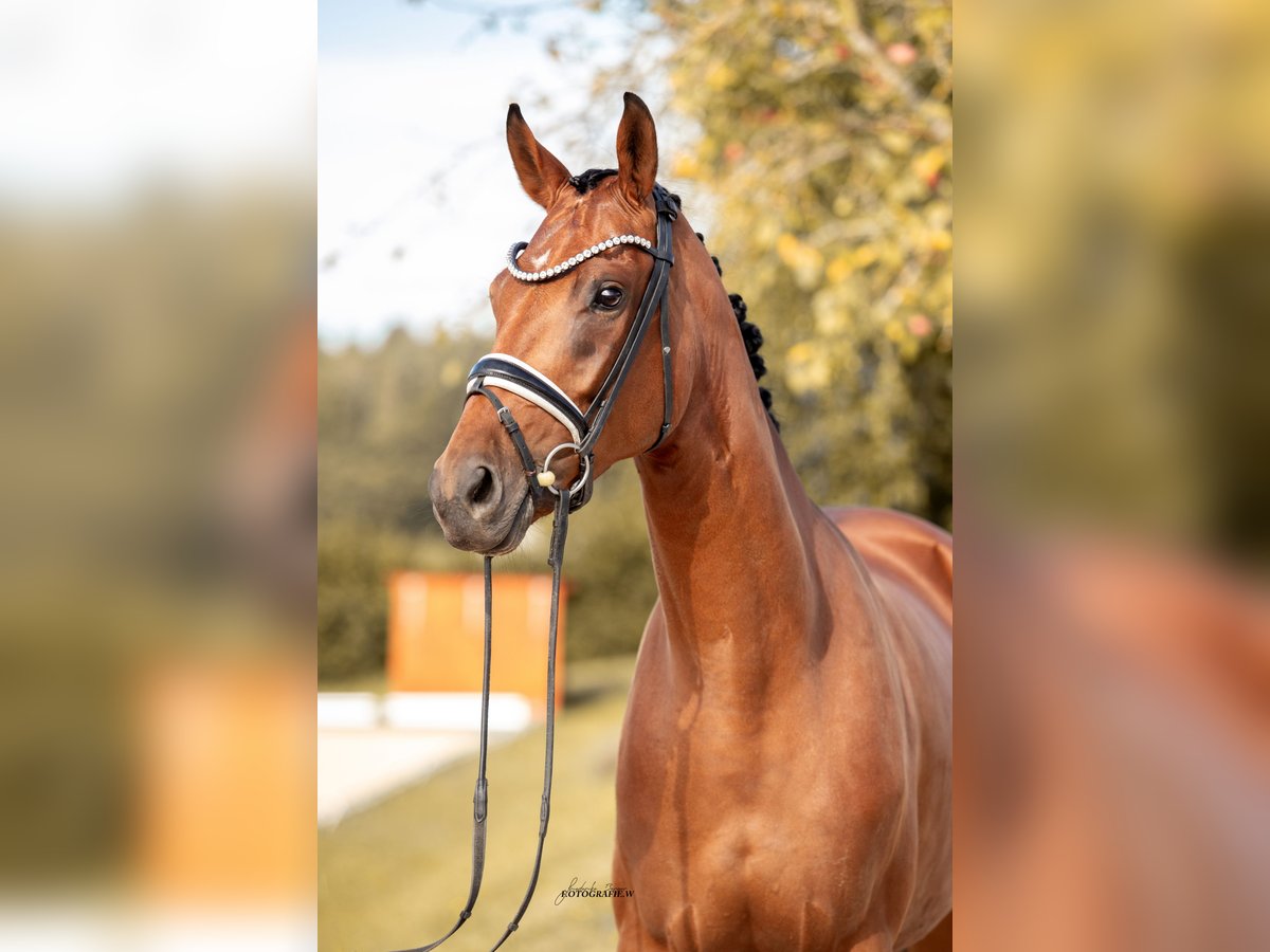 KWPN Mare 4 years 16,2 hh Brown in Lehrberg