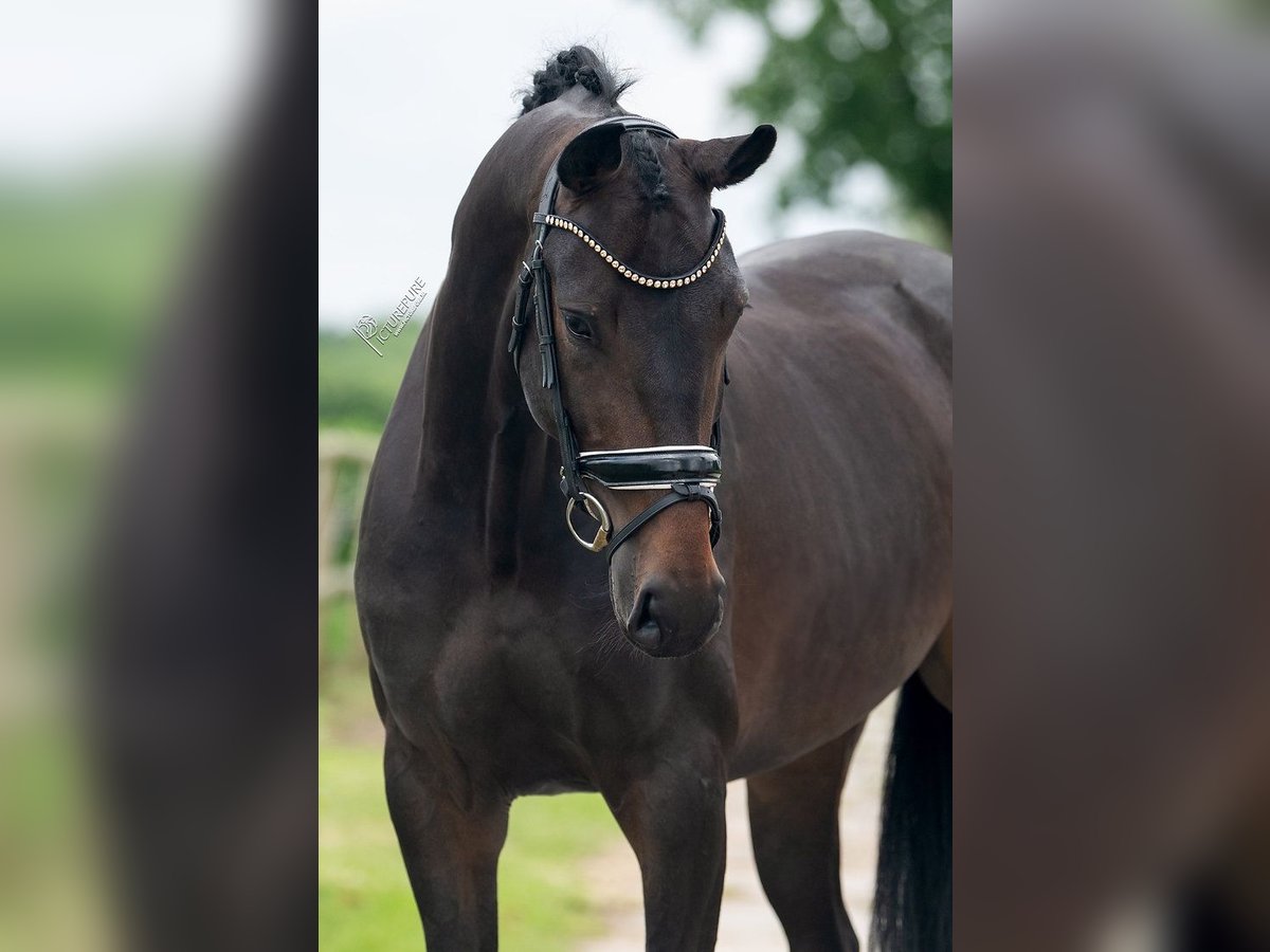 KWPN Mare 4 years 16,2 hh Brown in Weert