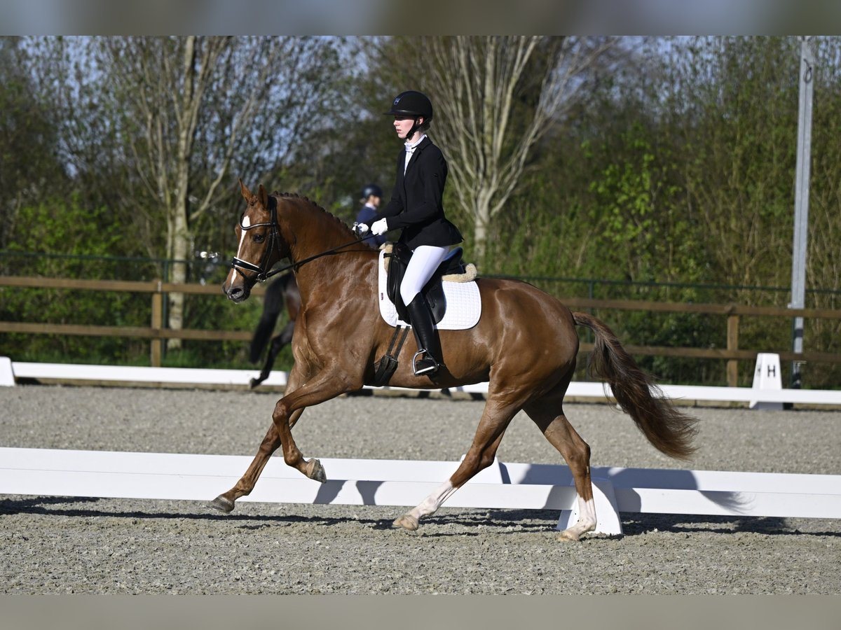 KWPN Mare 4 years 16,2 hh Chestnut-Red in Oldebroek