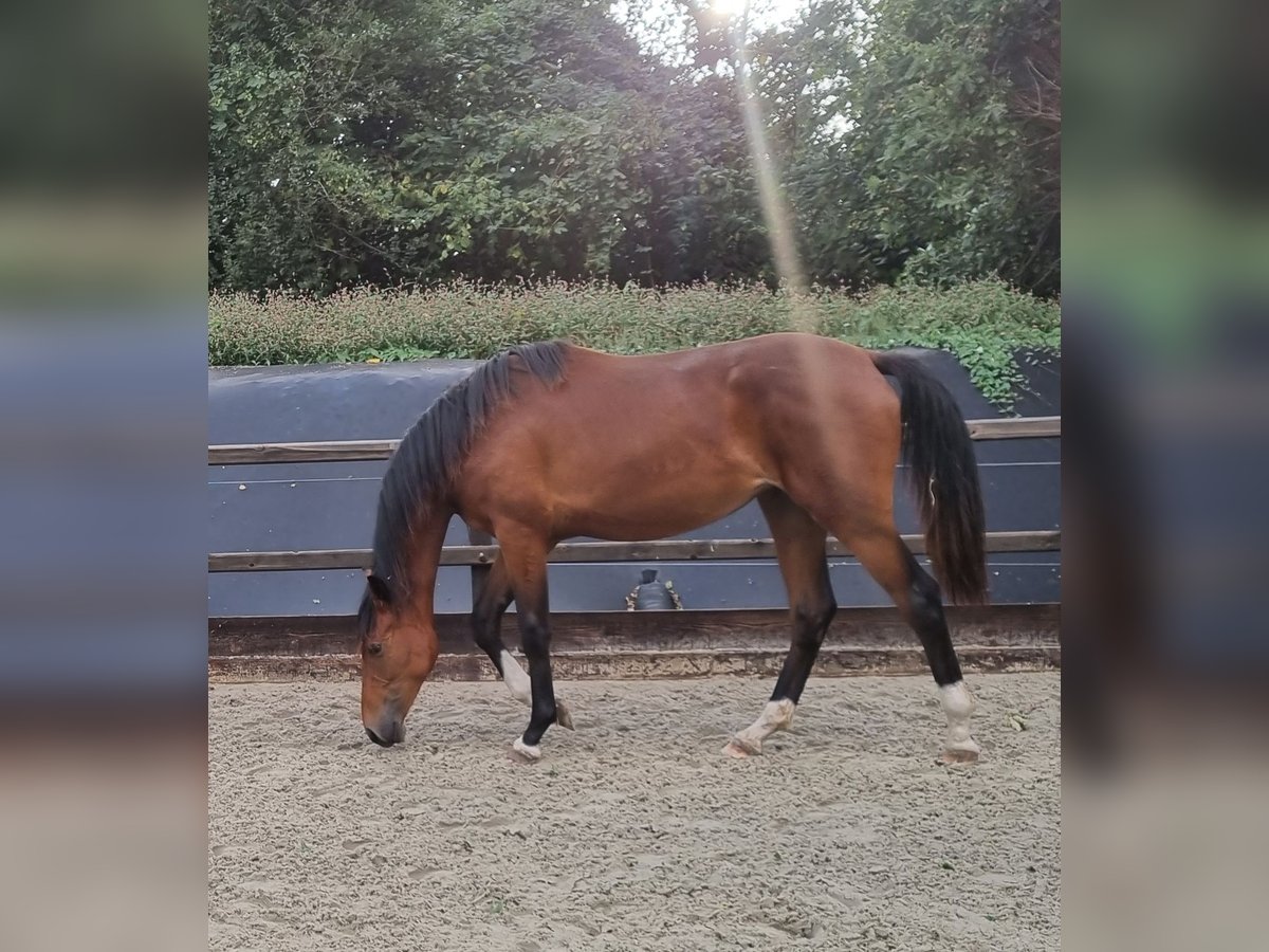 KWPN Mare 4 years 16,3 hh Brown in Ruinen