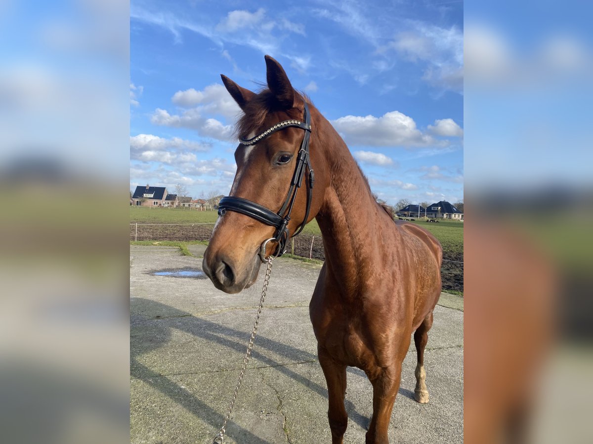 KWPN Mare 4 years 16,3 hh Chestnut in Dalfsen