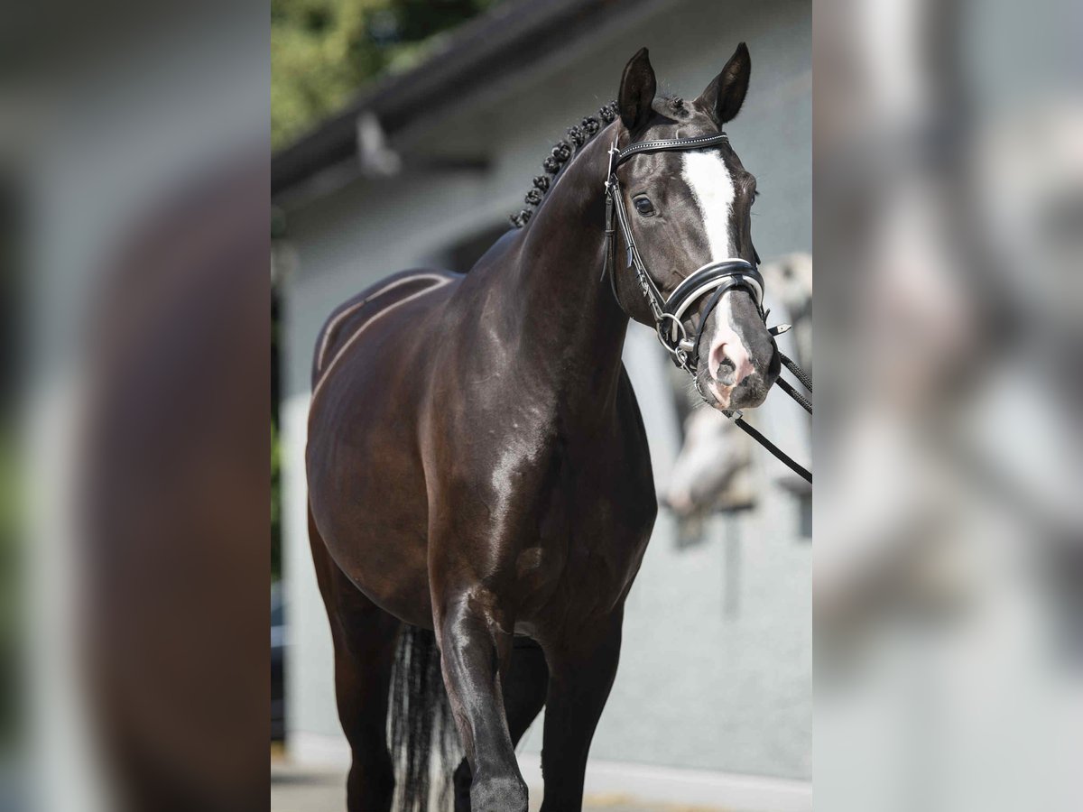 KWPN Mare 4 years 16 hh Black in Bree