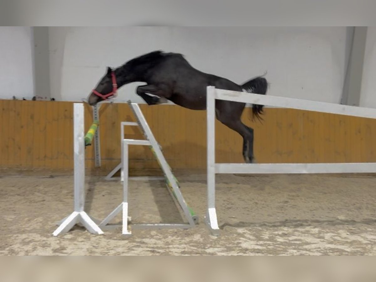 KWPN Mare 4 years 16 hh Black in G&#x142;ubczyn