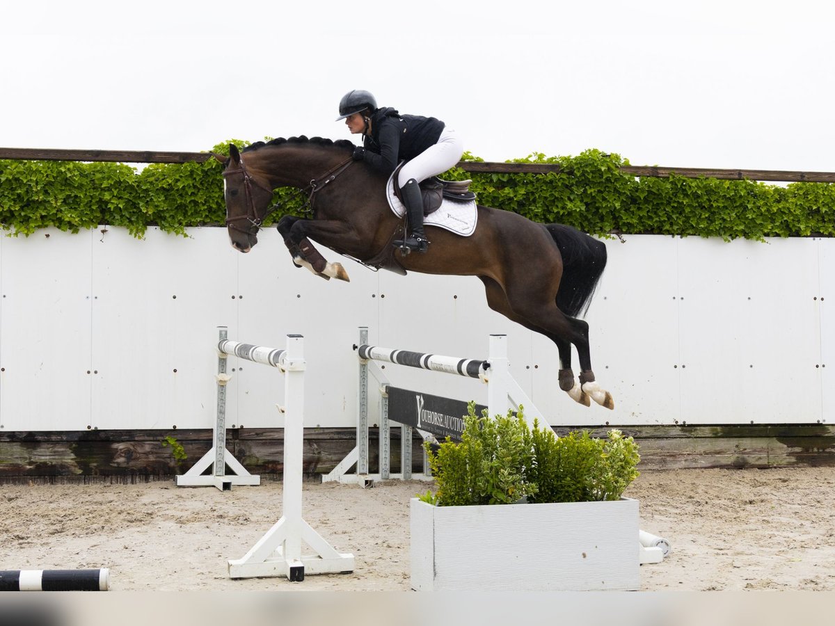 KWPN Mare 4 years 16 hh Brown in Waddinxveen