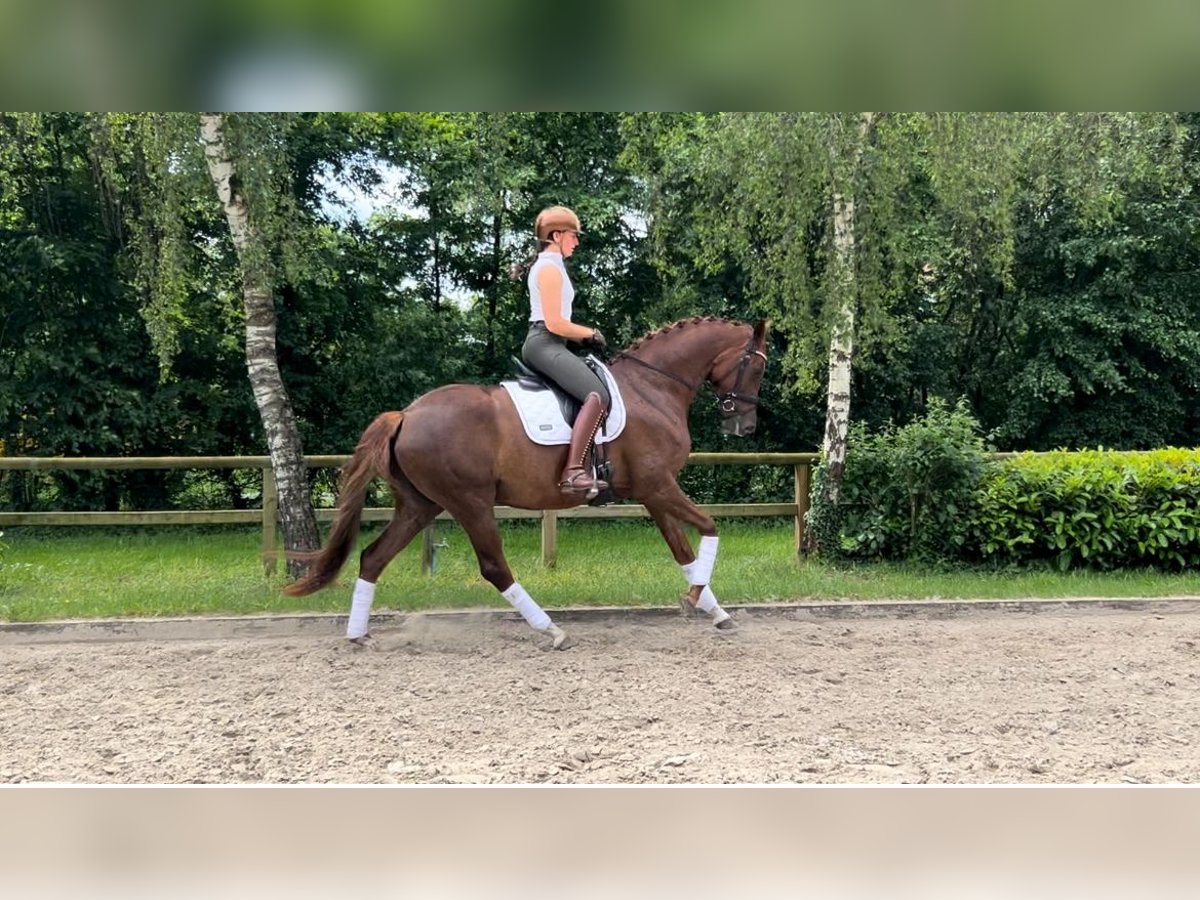 KWPN Mare 4 years 16 hh Chestnut in Lienen