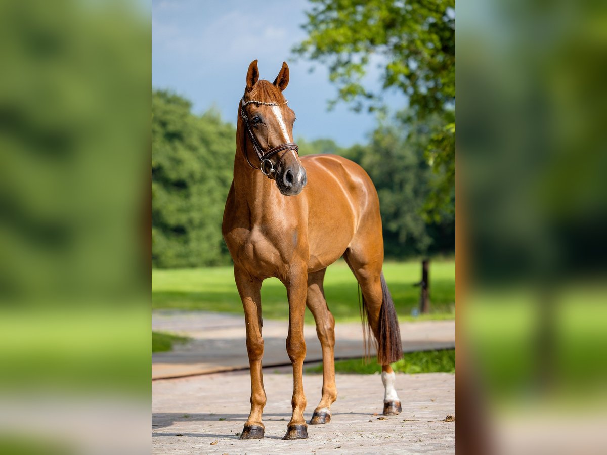 KWPN Mare 4 years 16 hh Chestnut-Red in Groningen