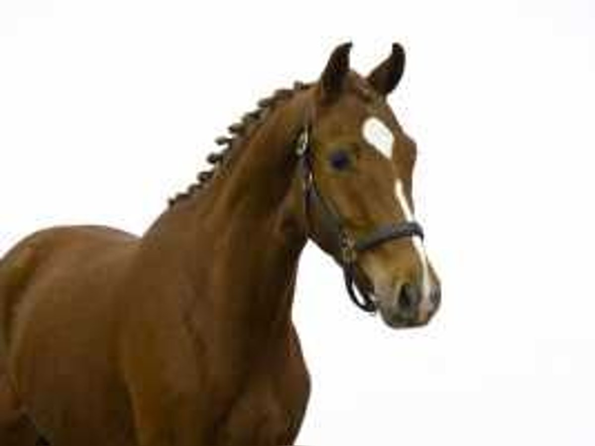 KWPN Mare 4 years 16 hh Chestnut-Red in Waddinxveen