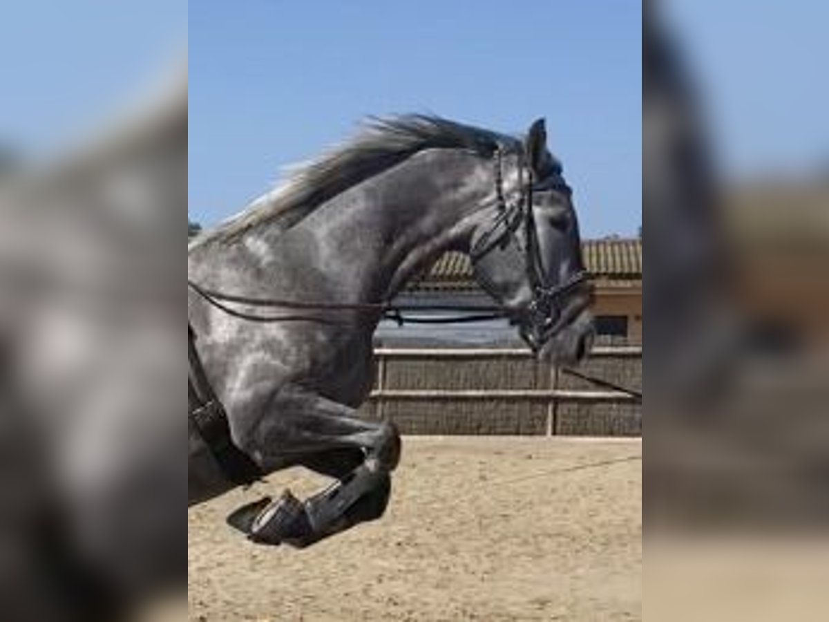 KWPN Mare 4 years 16 hh Gray in Montbrio Del Camp