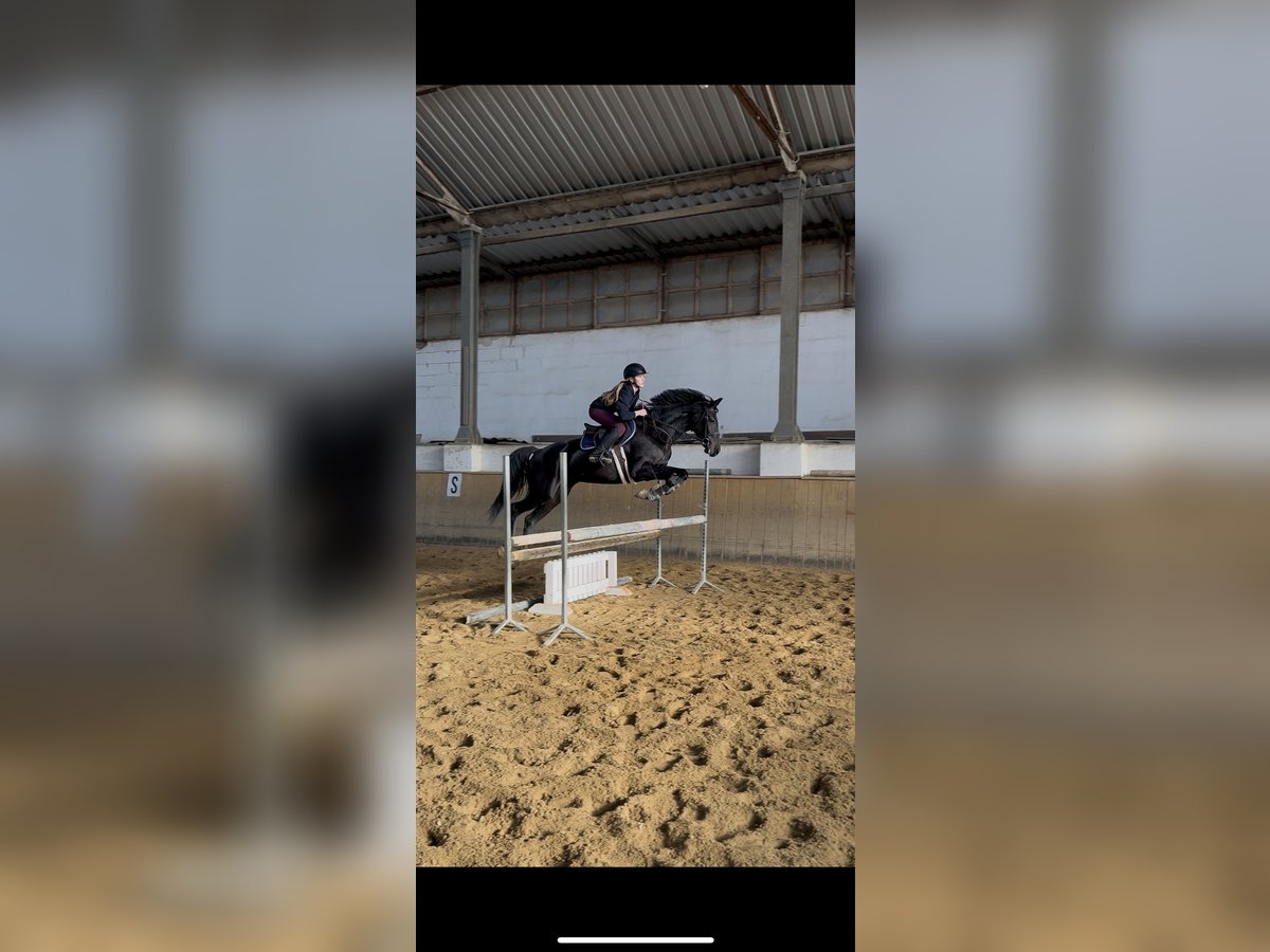 KWPN Mare 4 years 16 hh Smoky-Black in dys