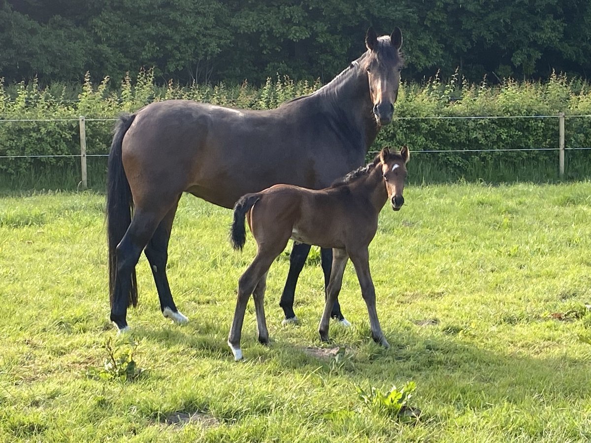 KWPN Mare 4 years 16,1 hh Bay-Dark in Kleve