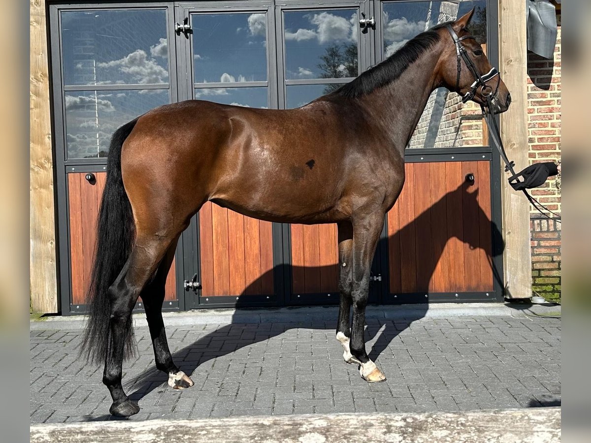 KWPN Mare 4 years 16,1 hh Bay-Dark in Koekange