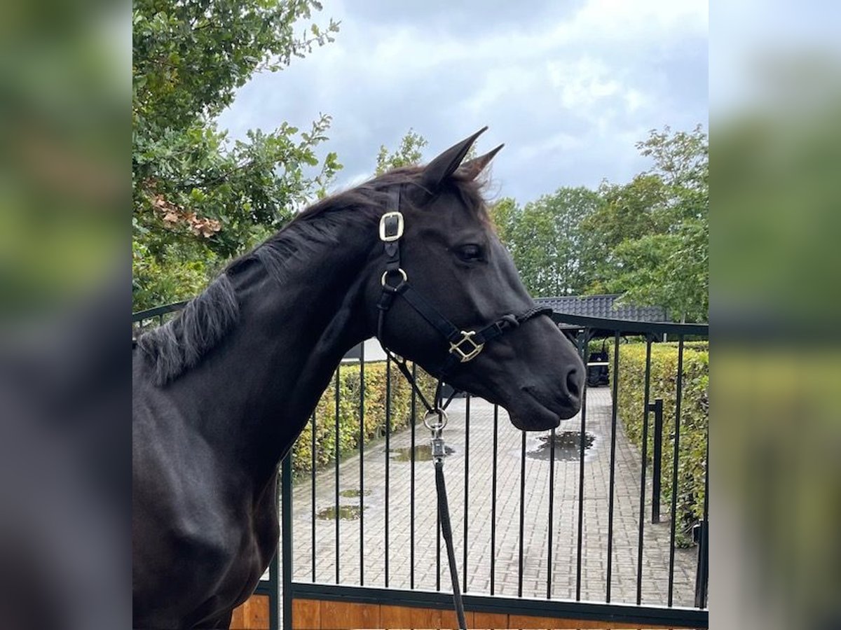 KWPN Mare 4 years 16,1 hh Black in Enter KWPN Mare 4 years 16,1 hh Black in Enter