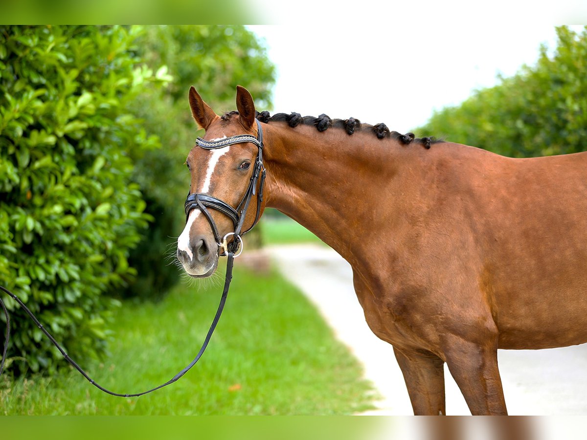 KWPN Mare 4 years 16,1 hh Brown in Emmer-compascuum