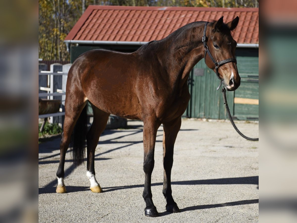 KWPN Mare 4 years 16,1 hh Brown in Murska Soboda
