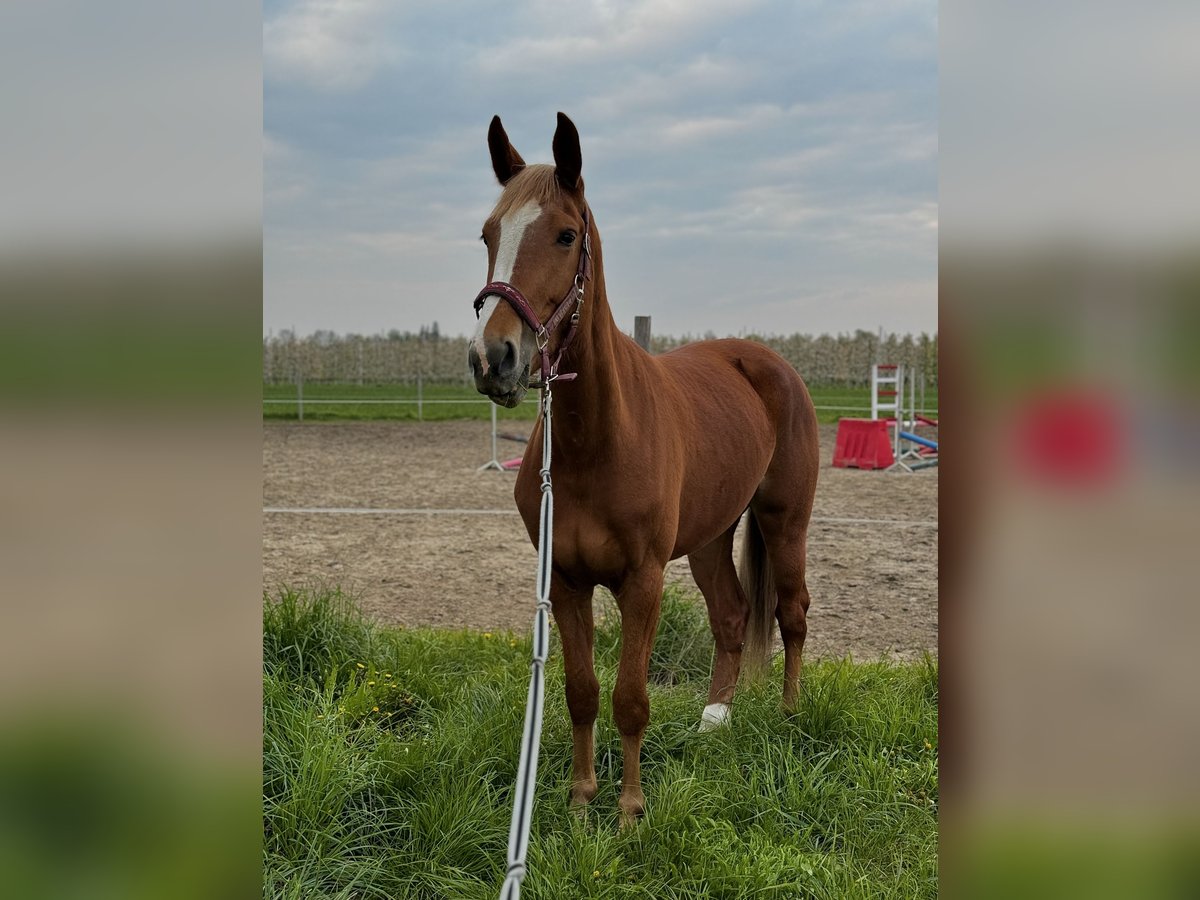 KWPN Mare 4 years 16,1 hh Chestnut-Red in Przywidz