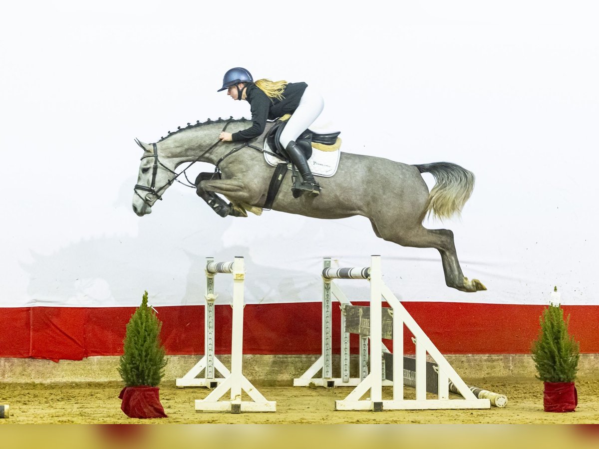 KWPN Mare 4 years 16,1 hh Grey in Waddinxveen