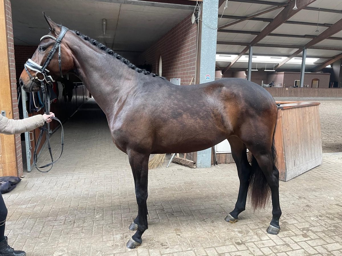 KWPN Mare 4 years 16,2 hh Bay-Dark in Huizen