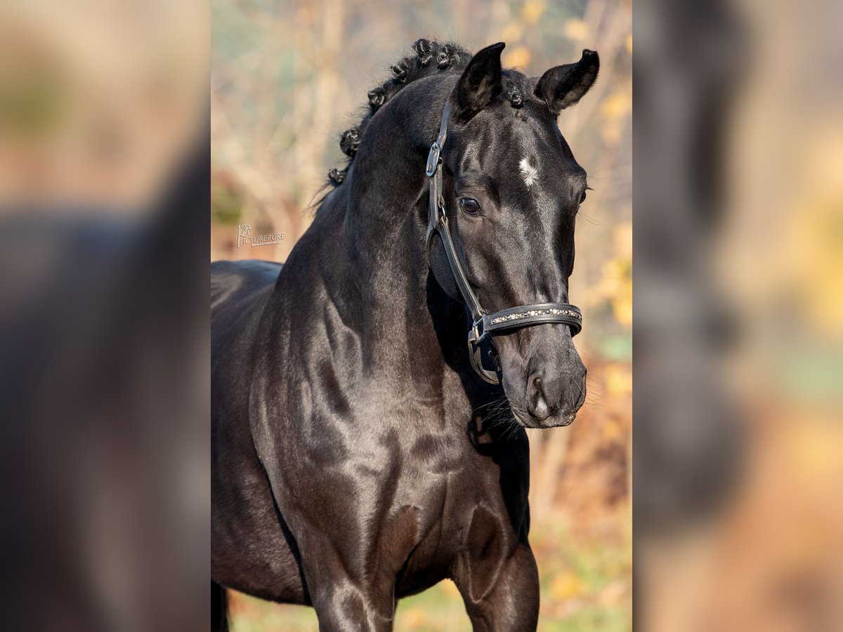 KWPN Mare 4 years 16,2 hh Black in Peer
