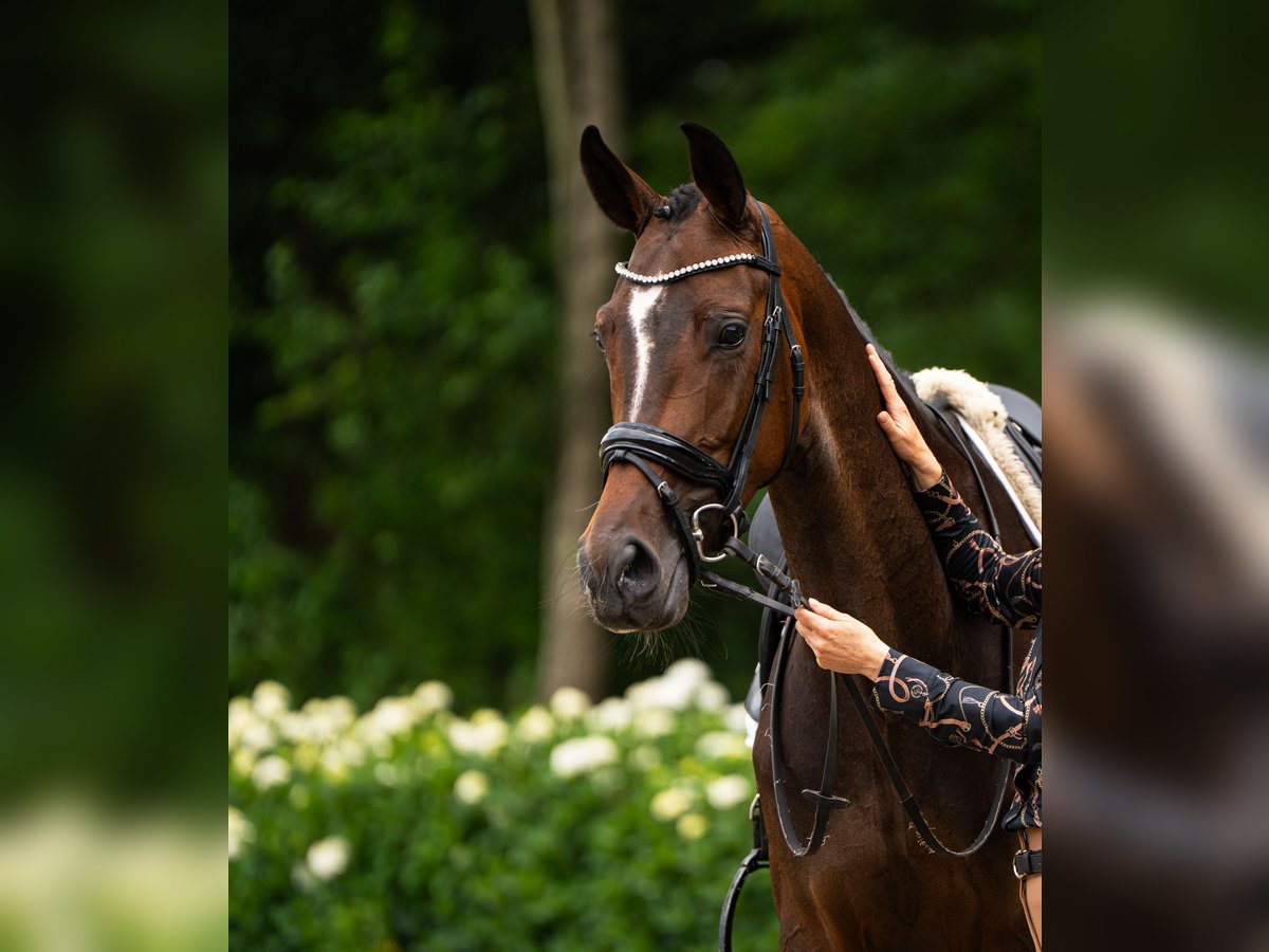 KWPN Mare 4 years 16,2 hh Brown in Putten