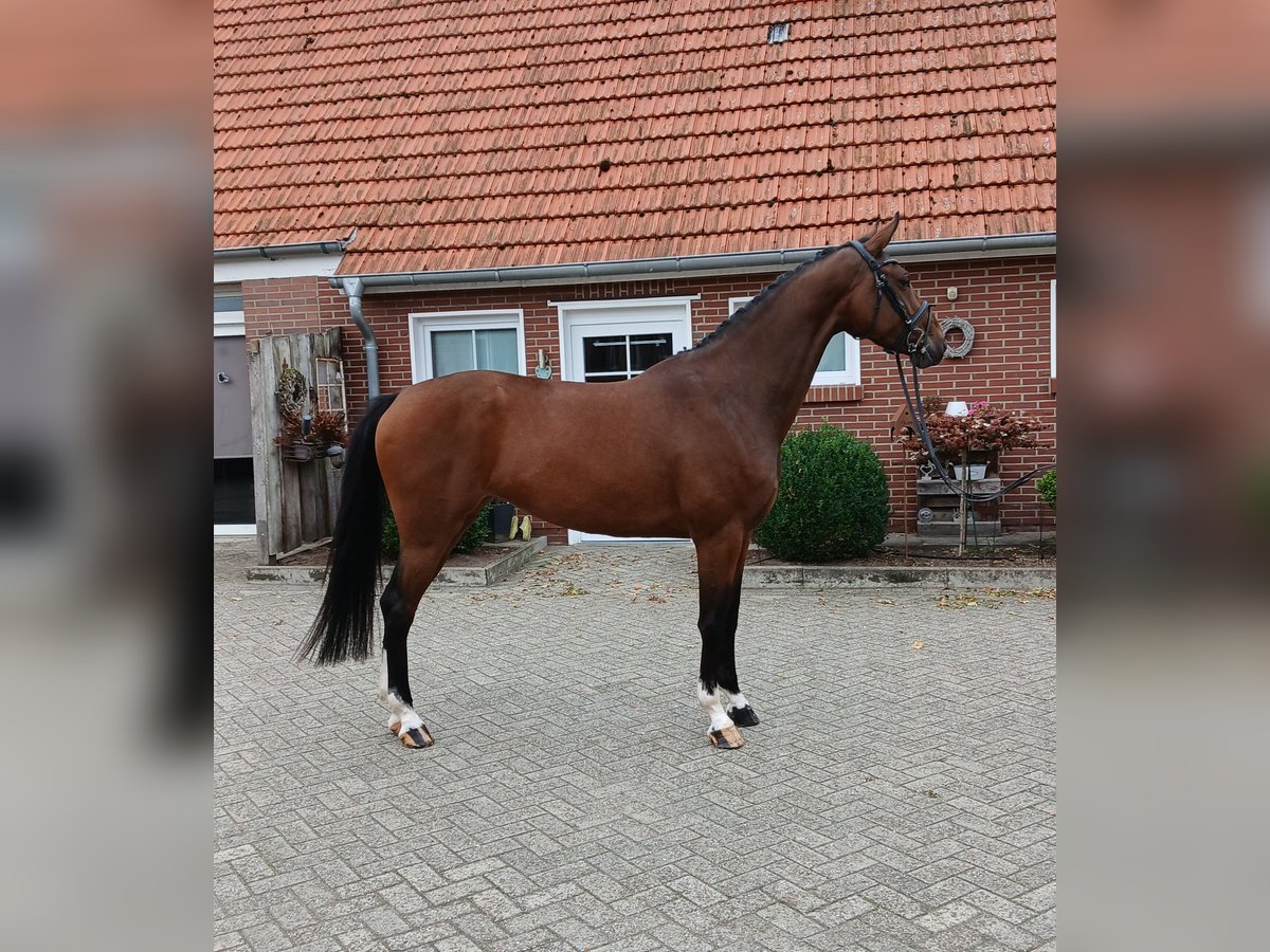 KWPN Mare 4 years 16,2 hh Brown in Osterwald