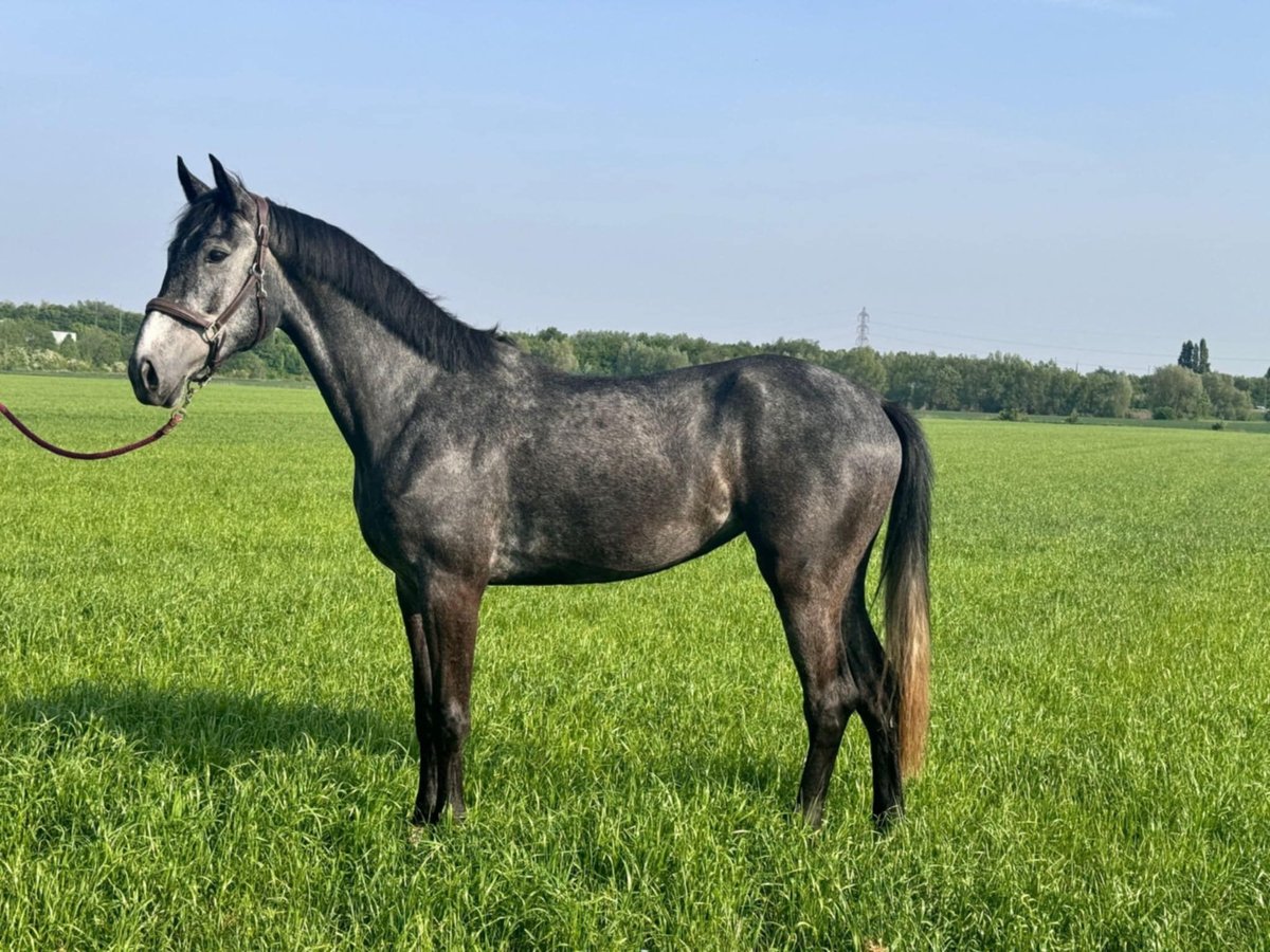 KWPN Mare 4 years 16,2 hh Grey in Wambrechies